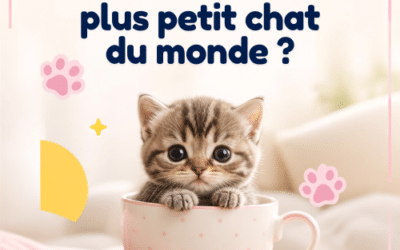 Quel est le plus petit chat du monde ?